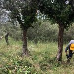 progetto pulitura oliveto