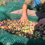 progetto olive raccolte, mani