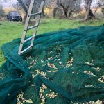 rete olive e scala, progetto campodalto