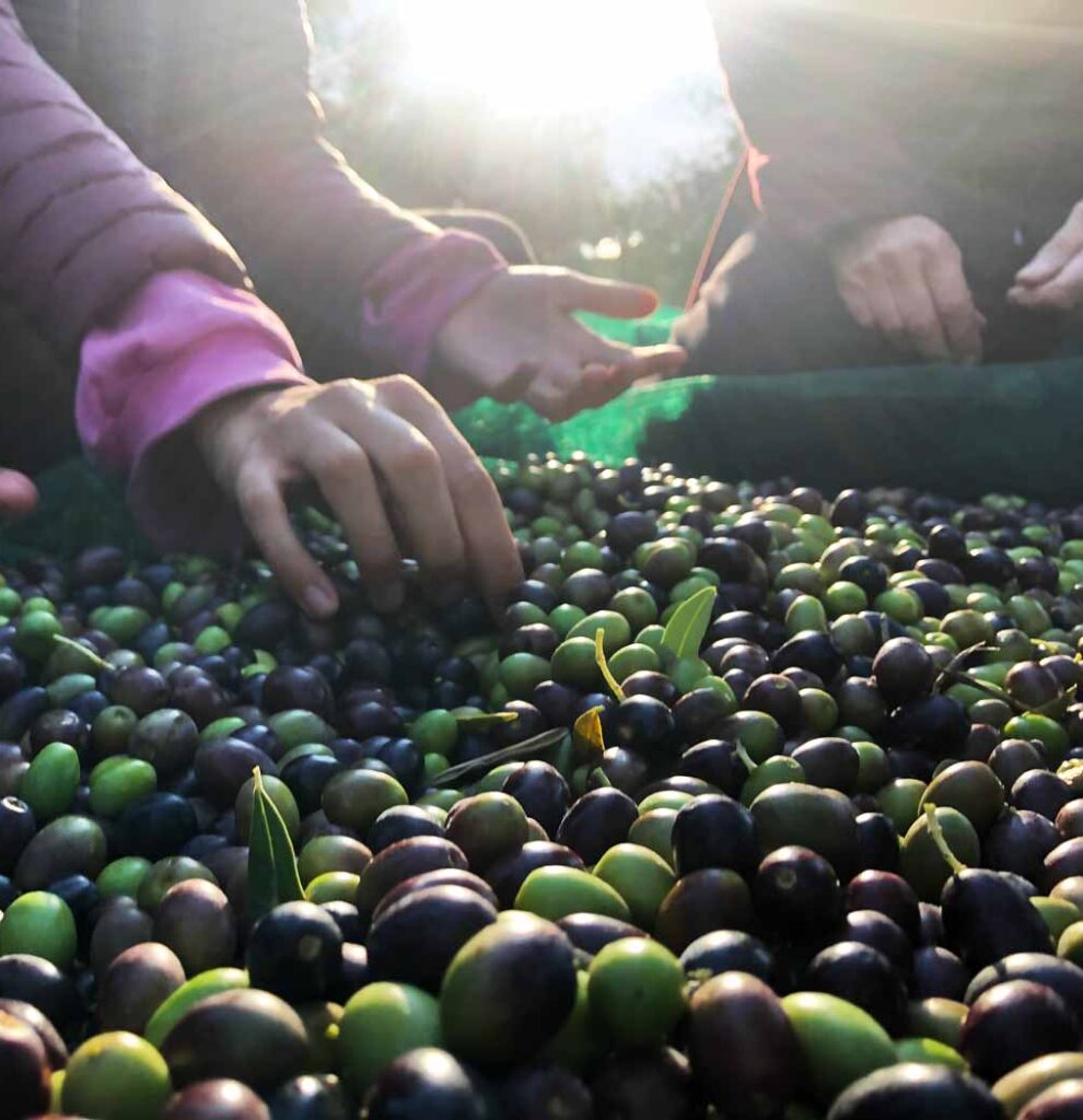 pulitura olive natura