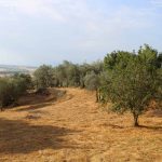 panorama oliveto, natura