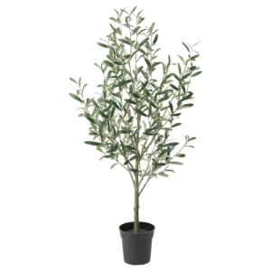 albero olivo in vaso