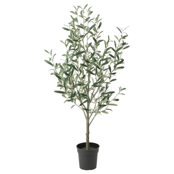 albero olivo in vaso